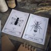 Offre Duo - Le combo Papillon & Fourmi – Image 2