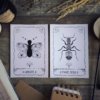 Offre Duo - Le combo Papillon & Fourmi